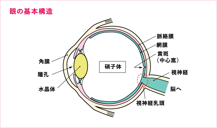 眼の基本構造